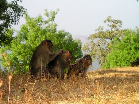 India Holidays - Why Holidays In India?