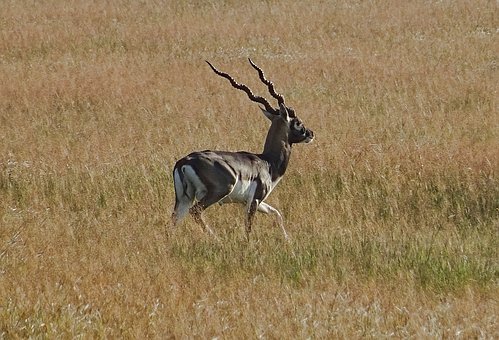 Kerala Beach Vacations - Vacation in God's Own Country by:Joseph Moore