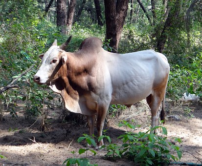 Honeymoon Kerala - A Major Destinations And Attractions In India