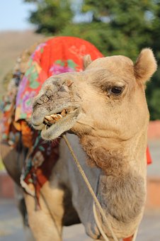 India Tours: - A Private And Luxury Tour To India
