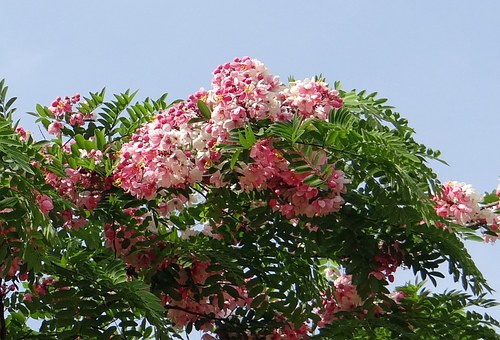Explore the Blend of Nature and Culture with Goa Tour Packages