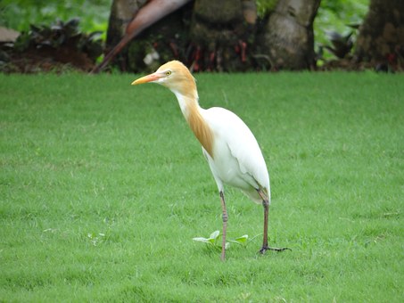 Memorable Wildlife Tour In India Wildlife