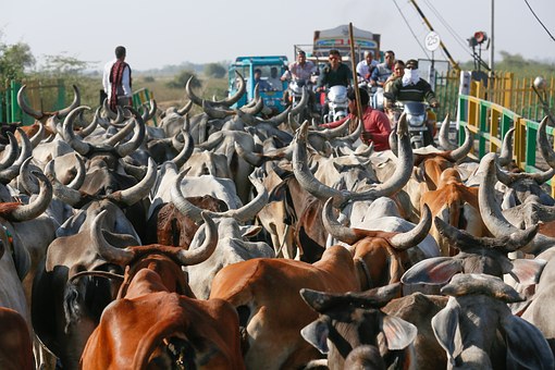 North India Travel Destinations Are You Miss It