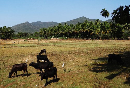 Magnificent Group Tours To India For Travelers