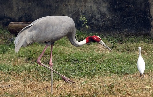 Resorts in Corbett - plenty of options to enjoy wildlife holidays