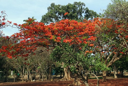 Attractive Goa Holiday Packages