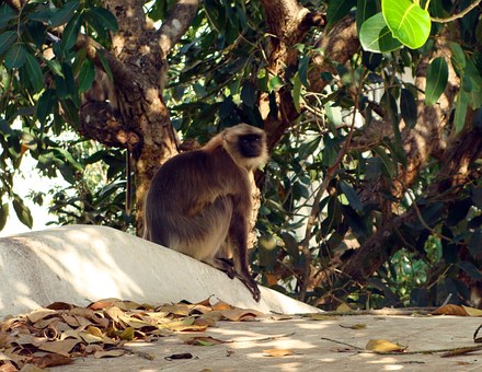 Budget Hotels In Delhi- An Ideal Place For The Travellers To Stay