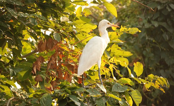 Top Three Attractions to Explore on Your Goa Tours