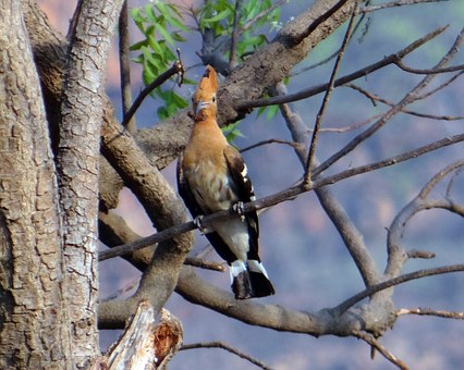 Exciting travel packages to Jaipur