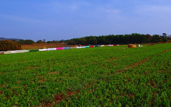 Kerala Honeymoon Tour for a Lifetime Experience