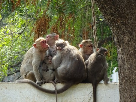 Wildlife Tour In India To Have Fun In The Wilderness
