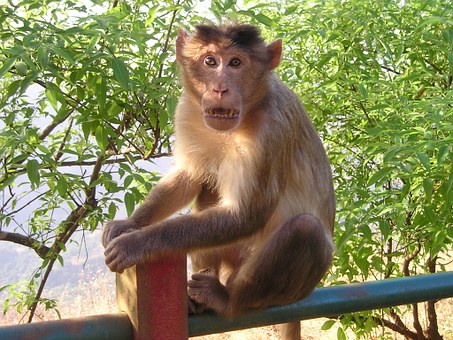 A Perfect Planning of Holidays- Holidays in India