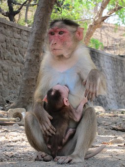 Wild Life Tourism-three Parks to Tour in India