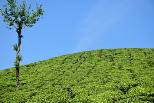 Popular Places to Visit on Kerala Tours by:Joseph Moore