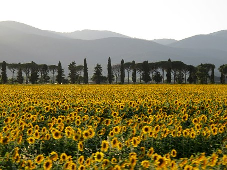 Tour Florence