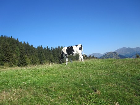 Search For Backpacker's European Sightseeing Tours And Find Out About Extraordinary Ski Lodges And E