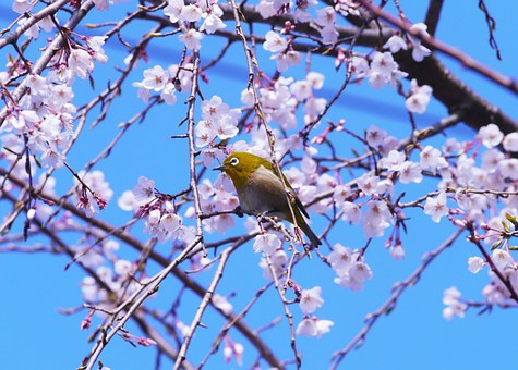 New Tips On Kyoto Hotels : Hotel Prices Services Offered Proximity To Tourist Attractions Eateries E