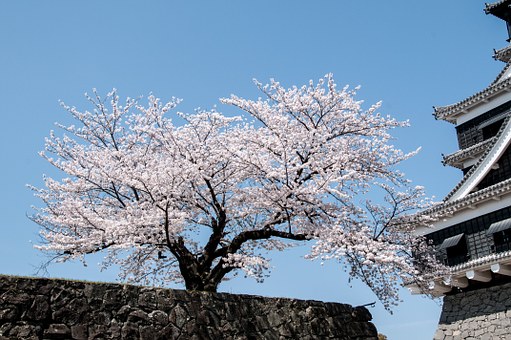 Low Priced Hotel Accommodations Plane Fare And Sightseeing For Extraordinary Holiday In The Tropical