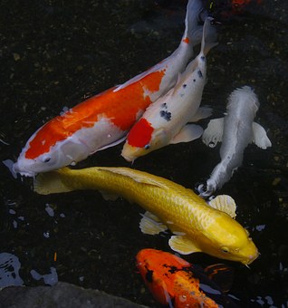 Four Miraculous Places For Tourism In Japan