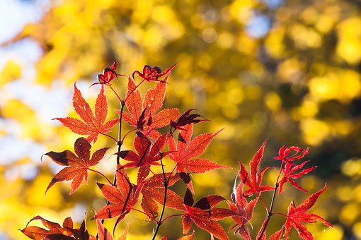 New Traveler Tips About Kyoto, Japan Hotels - Costs Facilities Accessibility To Tourist Attractions