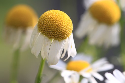 How Do You Discover the Very best Medicare Complement Insurance coverage Strategy?