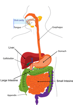 Medical Insurance