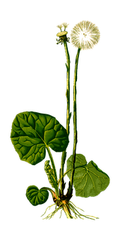 North Carolina Student Medical Insurance Agencies