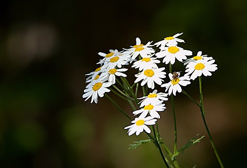 Online Nursing Degrees Offer Holistic Medicine & Alternative Medicine Courses To Aspiring Rns