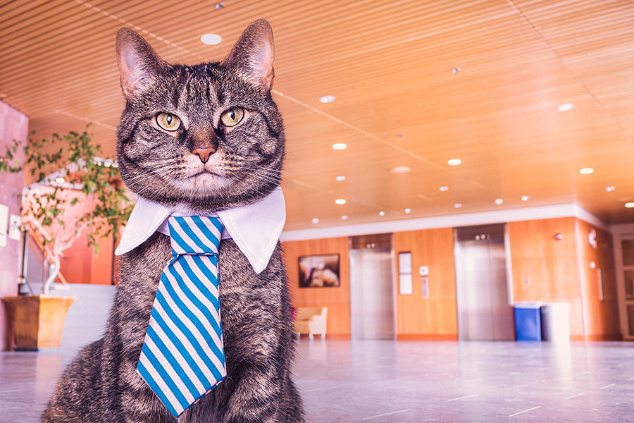 Where To Find The Best Cheap Lanyards For Identification Badges