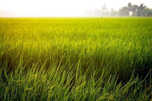 American and Thai Corporate Law