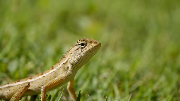 Diving Holidays in South East Asia