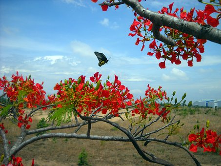 Introduction Of Cu Lao Cham - Vietnam Travel