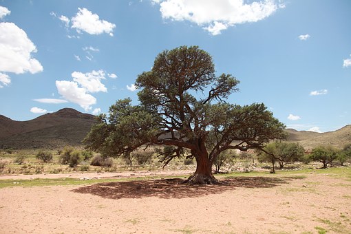 2020 Ethiopian Tours
