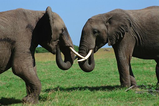 Zimbabwe's Tourism Boost: Top agenda in 2011