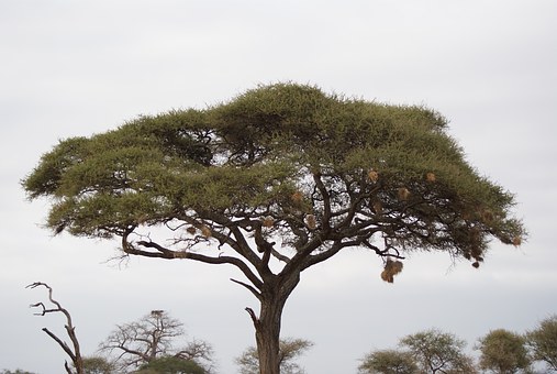 Facts and Tips on Botswana Tourism