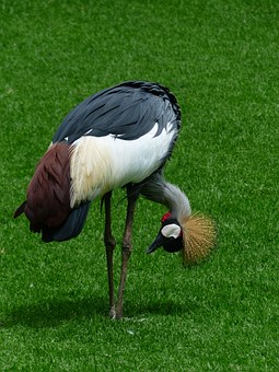 Taking A Botswana Holiday