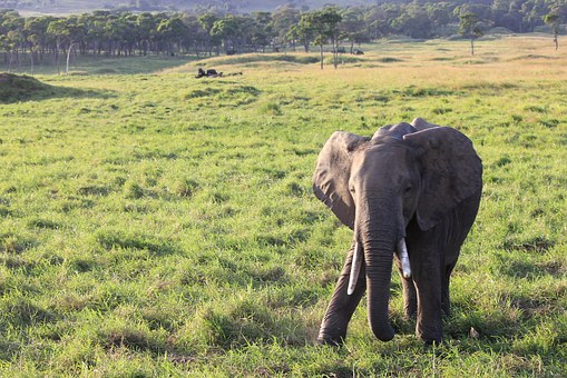 Some Exciting Safari Holidays Get Closed To Wildlife