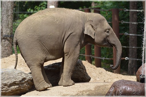 Kids Too Can Have A Safe Life Time Experience On A Wildlife Kenya Safari by:Henry Kahuki