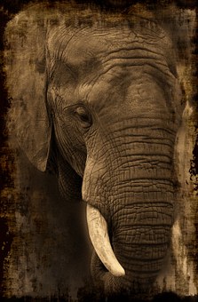 Wonderful Luxury Safari Holidays In Africa