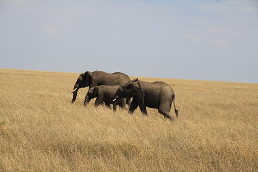 Flight To Johannesburg - Travel From London To Johannesburg With Utmost Convenience