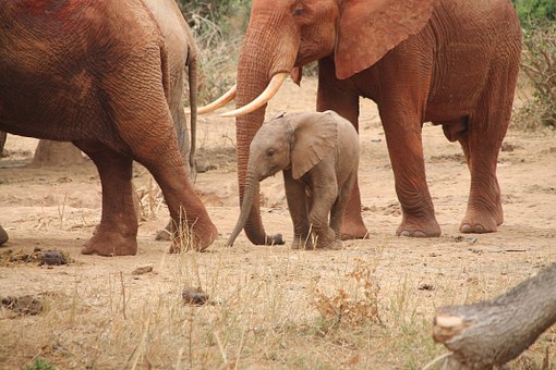 Zambia Tourist Information
