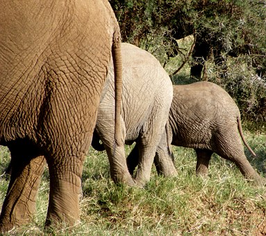 Facts and Tips on Botswana Tourism