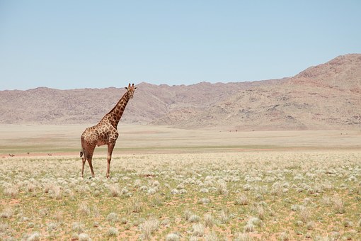 New Century Travel Instructions About Oceana Luxury Cruises, Ships And Fares To Check On Your Getawa