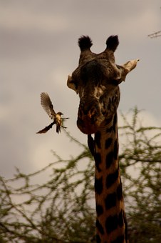 Accra, Being One Of The Most Developed Tourists Destination Of Africa Is Well Served By Air Travel S