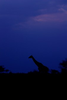 Wildlife & Nature holiday