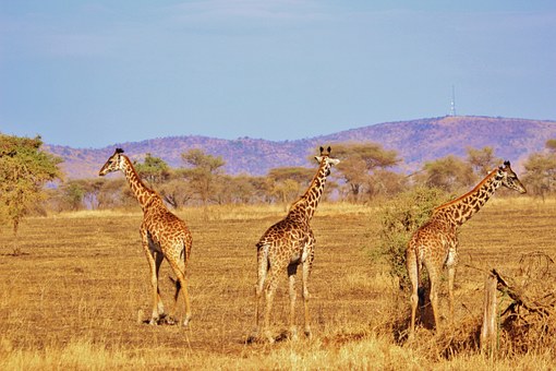 2020 Ethiopian Tours