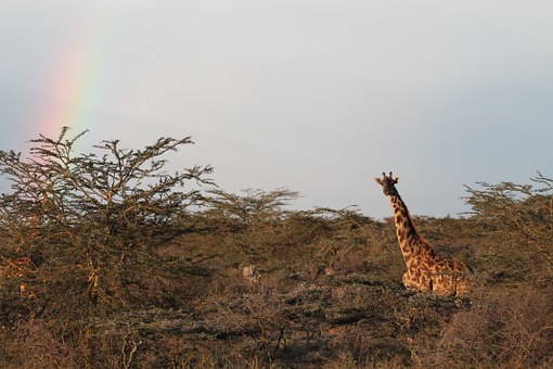 Kenya Budget Travel, Nairobi Overland, Kenya, Nairobi