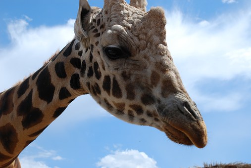 What Nairobi Is Offering Travelers For Christmas 2012