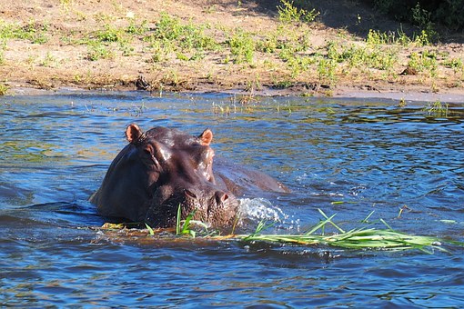 Big Five Country And Customize Your Safari by:African Safaris