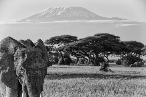 Kids Too Can Have A Safe Life Time Experience On A Wildlife Kenya Safari by:Henry Kahuki